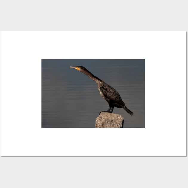 Double-crested Cormorant Wall Art by Jim Cumming